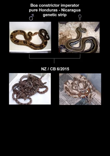 Kvalitní krmný hmyz a terarijní zvířata